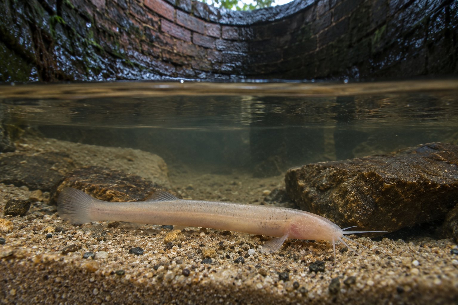 Subterranean fishes of India: from Kerala's aquifers to Assam's wells