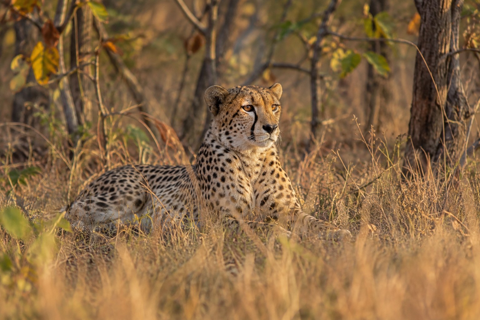 Madhya Pradesh releases two cheetahs into Veerangana Durgavati Tiger Reserve