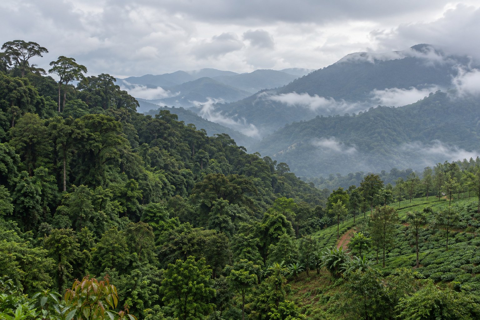 Western Ghats Ecologically Sensitive Area: Gadgil, Kasturirangan and the draft