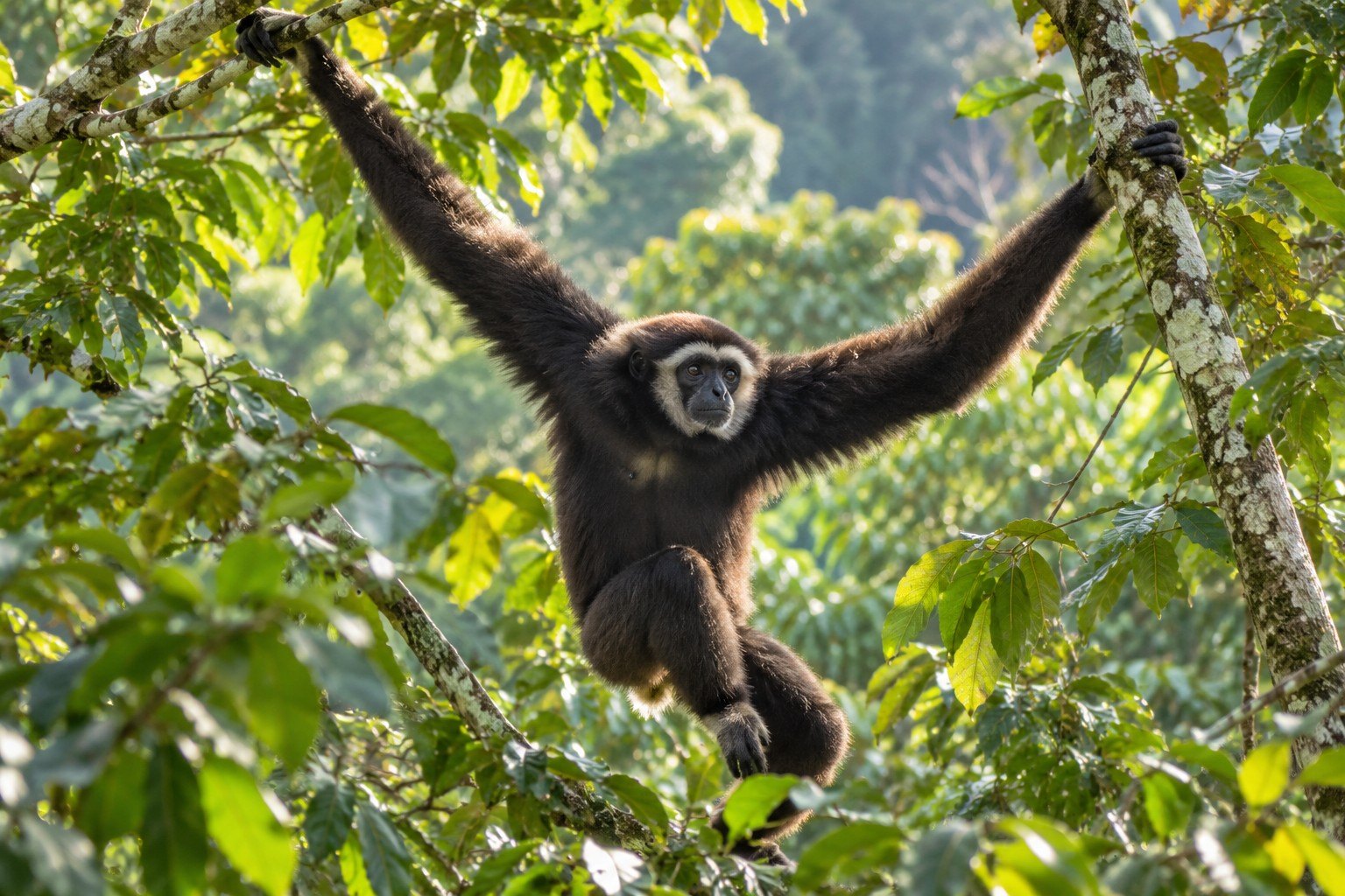 Western hoolock gibbon and the Hollongapar Gibbon Sanctuary
